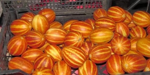 Vijetnamska dinja: recenzije i uzgoj